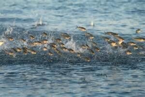 a school of fish leaping out of the water