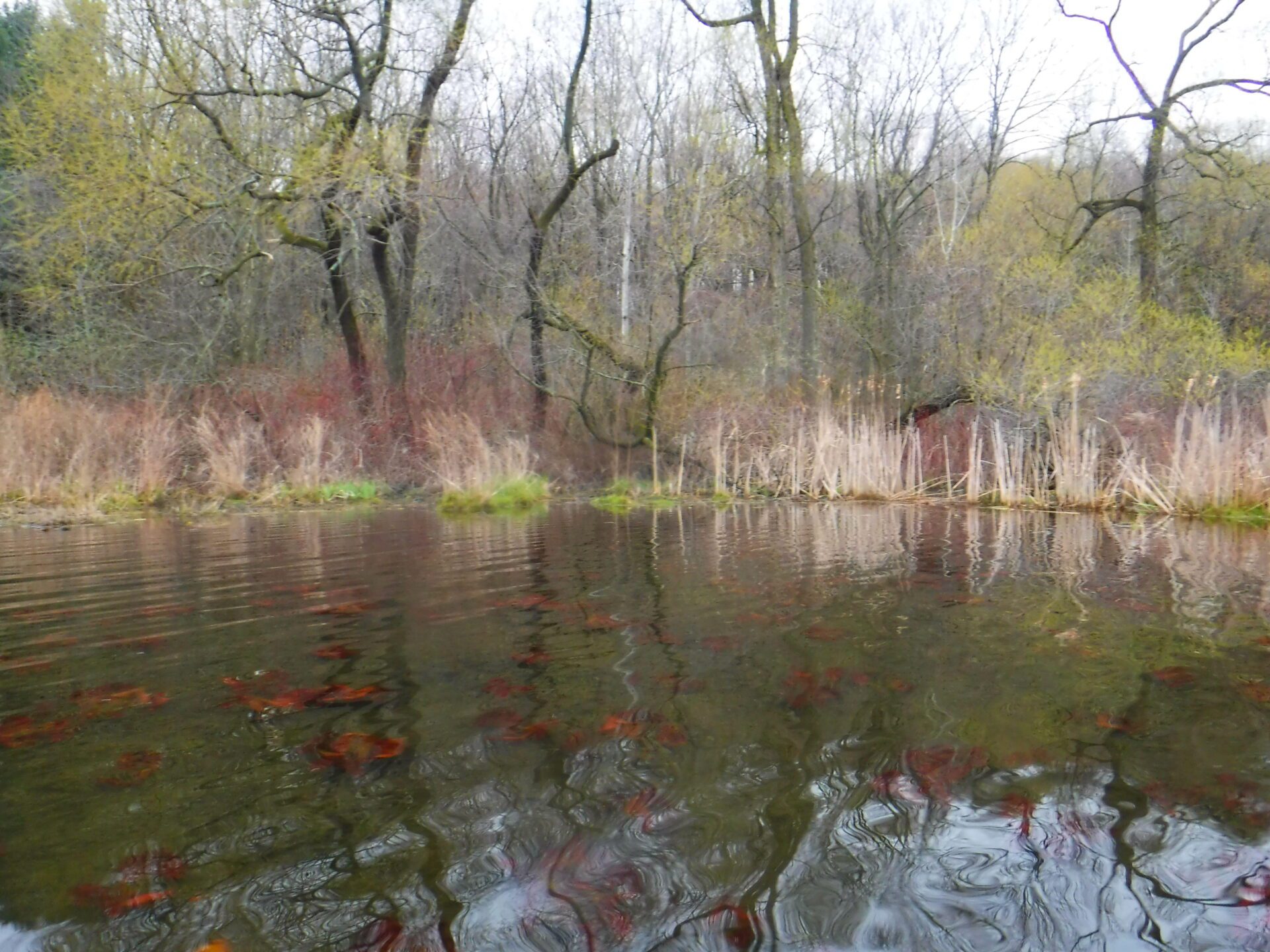 kayaking Little Cedar Lake