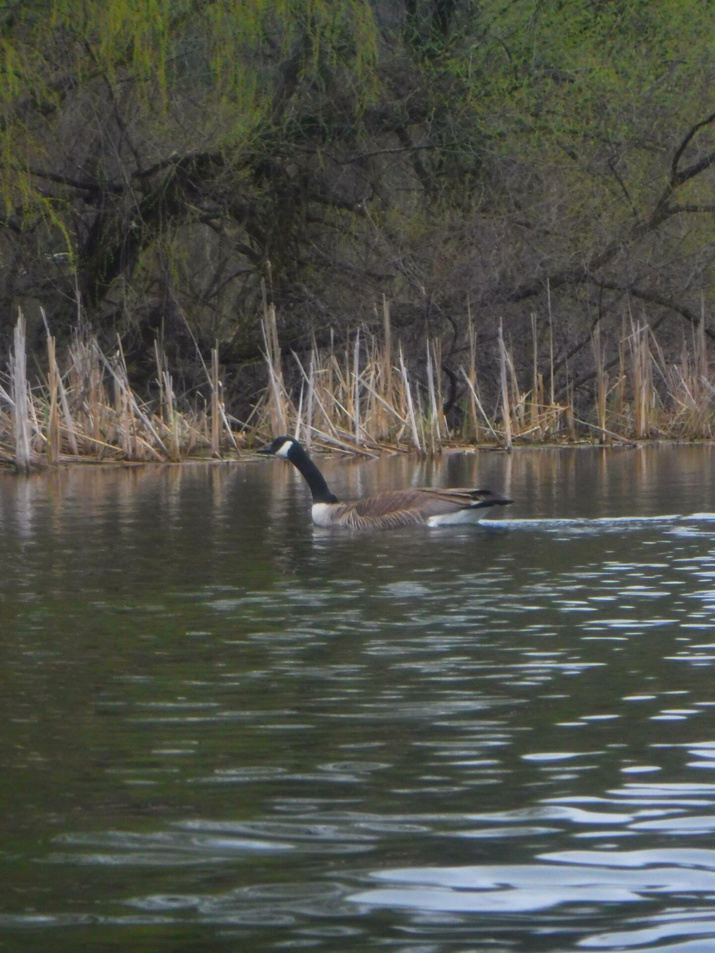 kayaking Little Cedar Lake