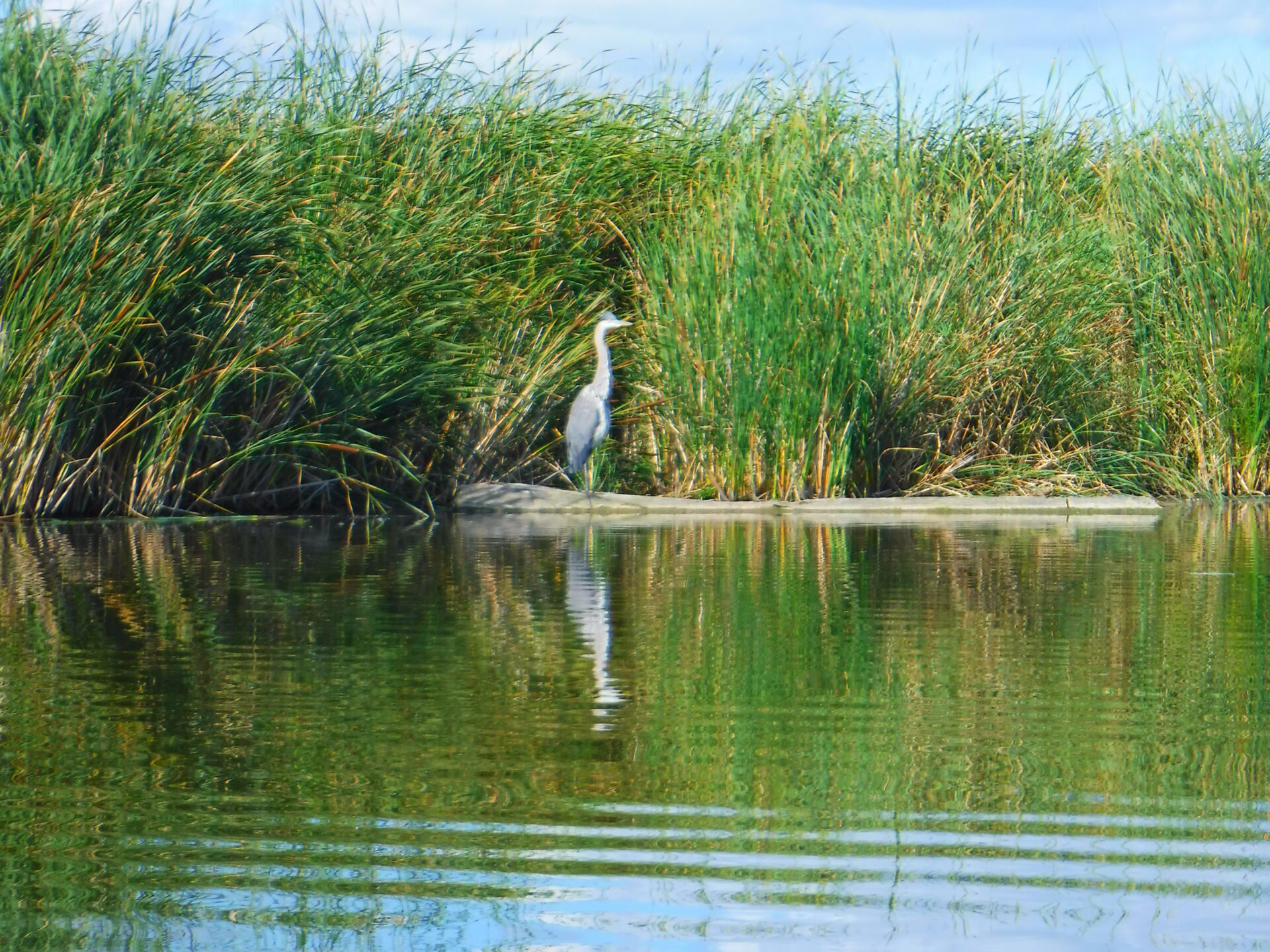 kayaking Horicon marsh