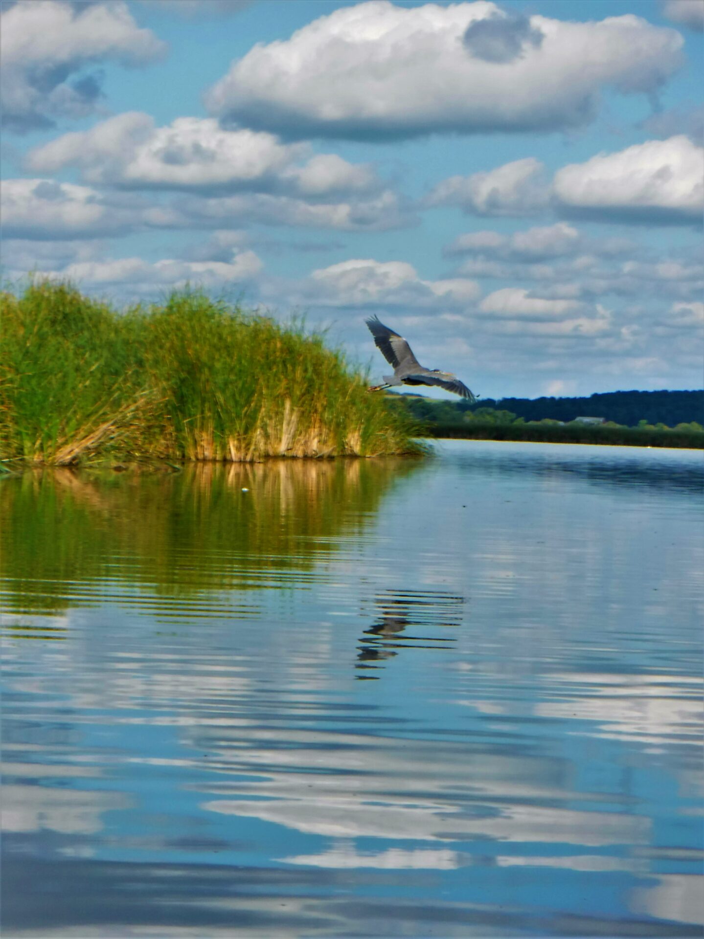 a heron flying low over the Horicon marsh