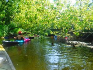 People kayaking under tree branches on a calm river.