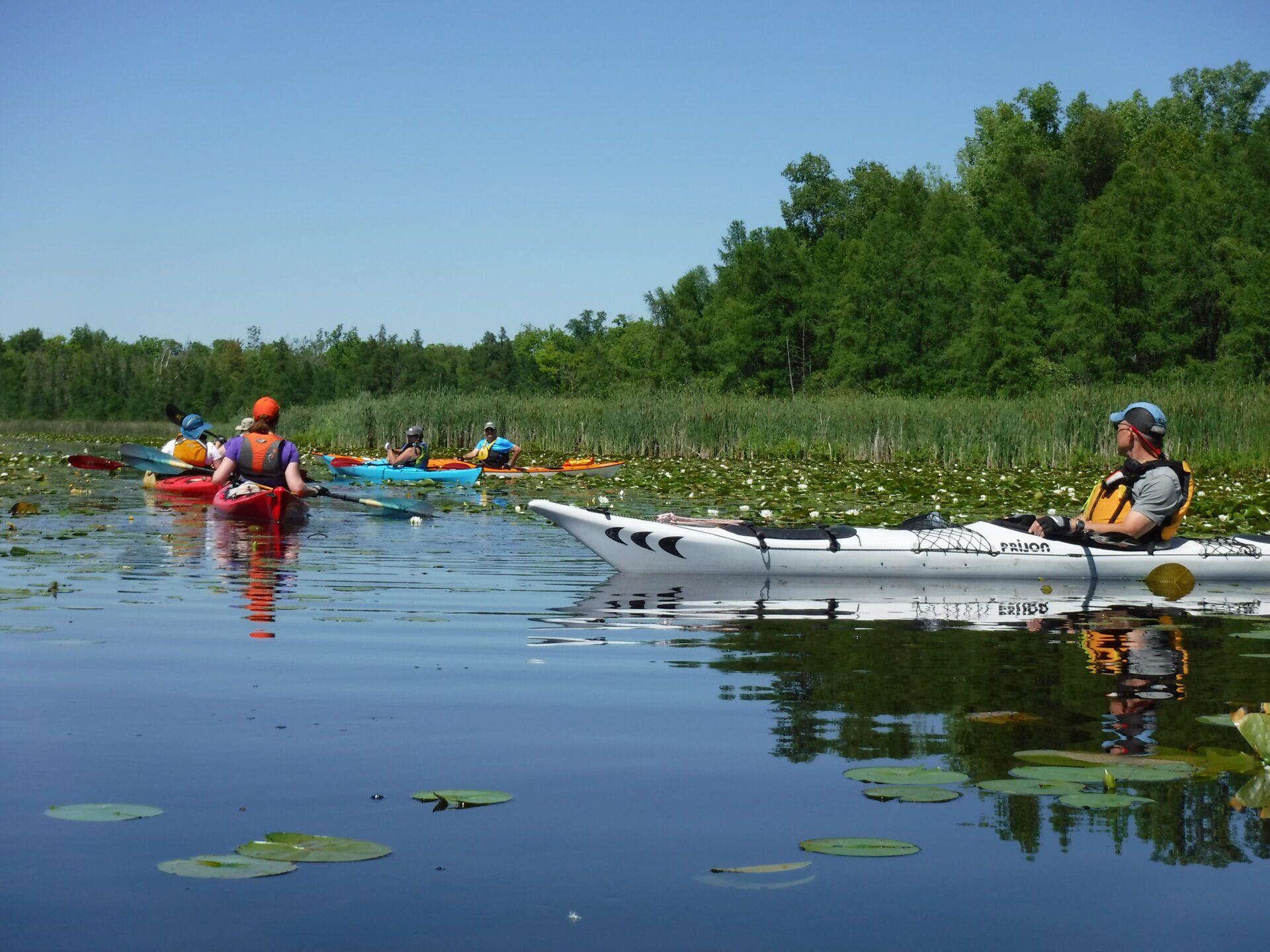 DSCF0888 People kayaking on a calm waterway surrounded by greenery and lily pads.