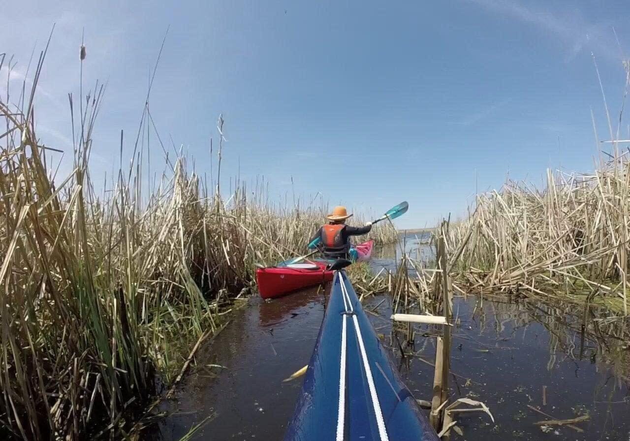 two kayaks paddling through thick cat tails in the Hoircon Marsh